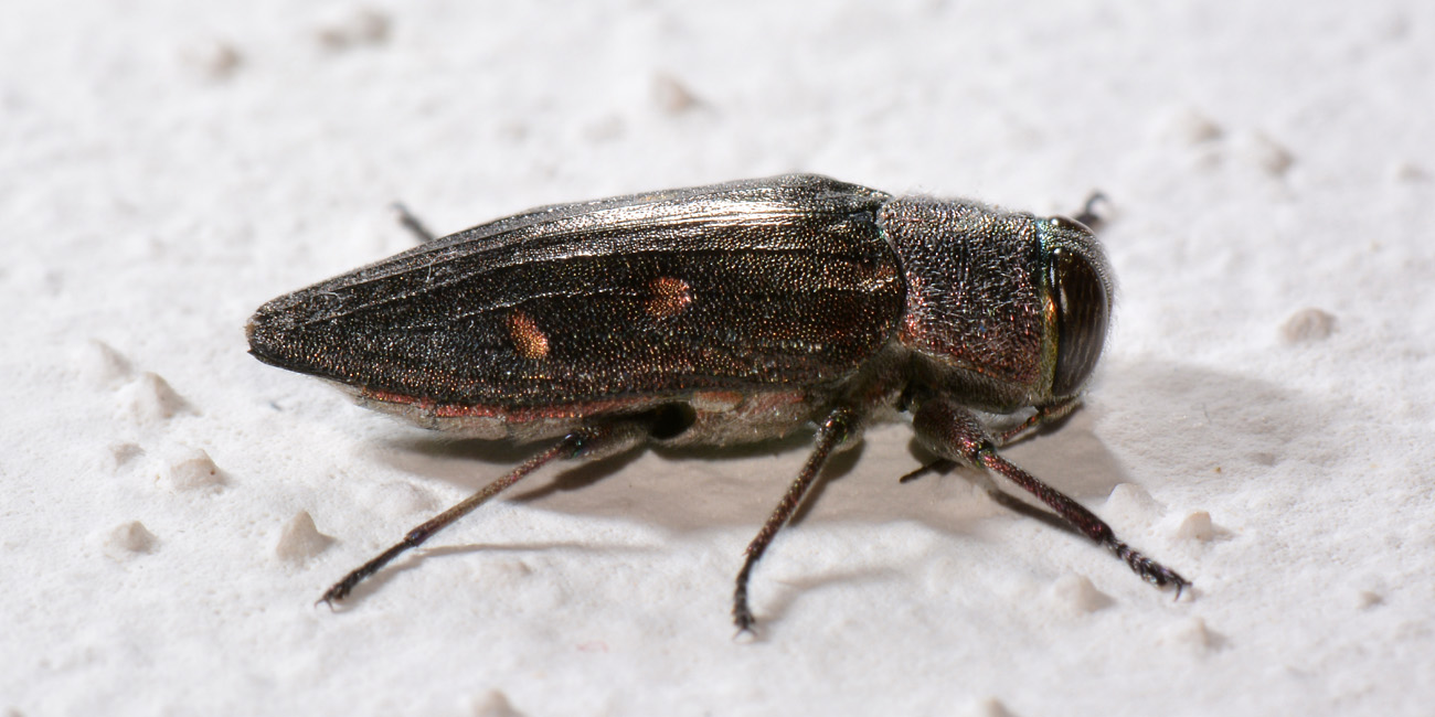 Buprestidae: Chrysobothris affinis